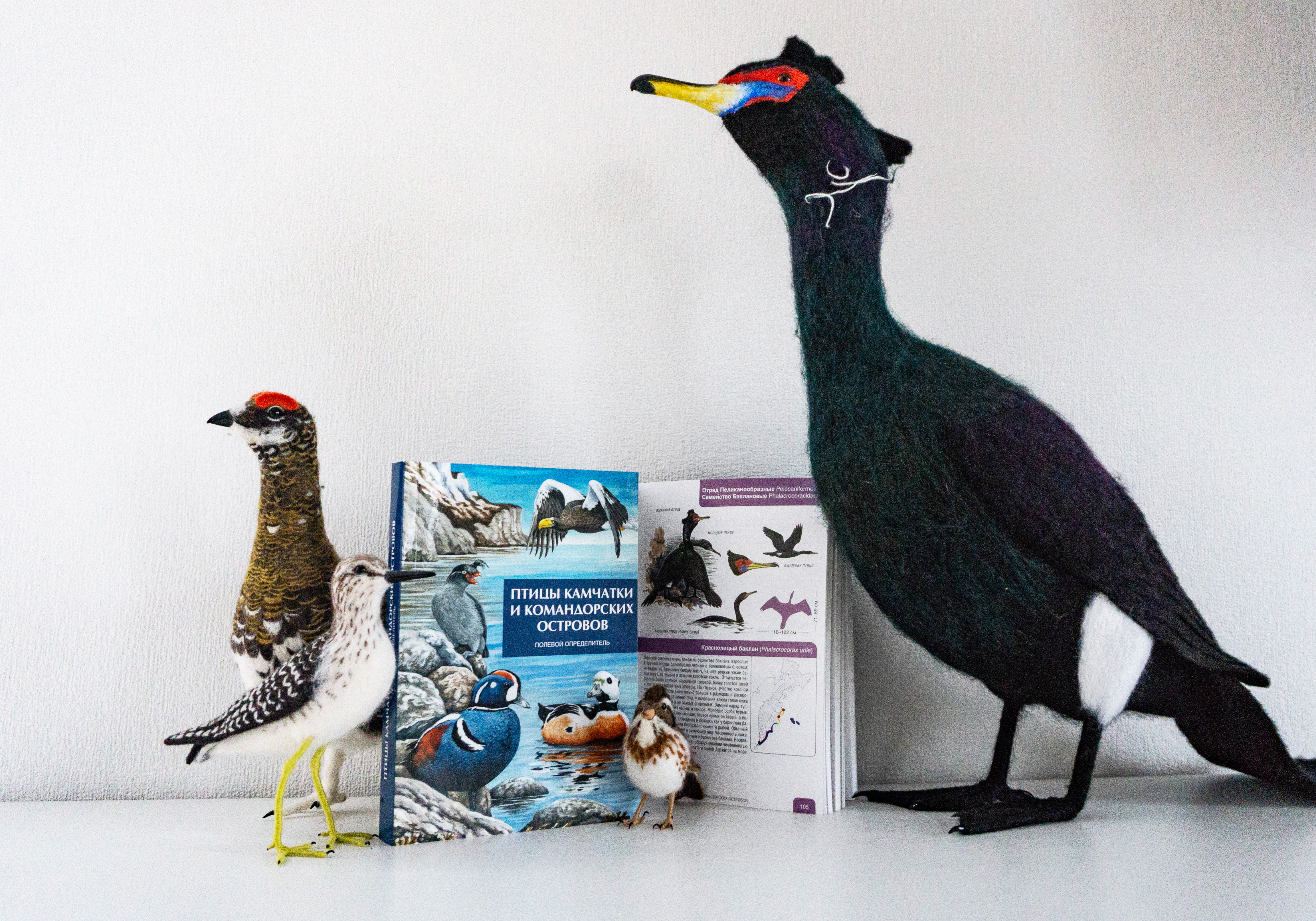 Мы рады объявить о выходе полевого определителя «Птицы Камчатки и Командорских островов»